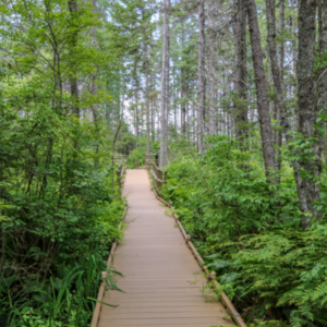 “Wild Bangor and Orono” – Grace Bartlett, Laura Lewis, Robert Milardo, Judy Walker